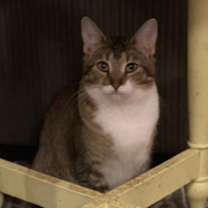 Thumbnail photo of Tawny #2
