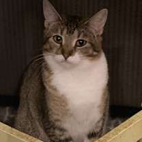 Thumbnail photo of Tawny #3