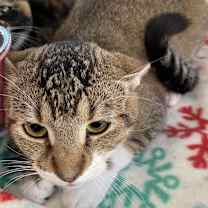 Thumbnail photo of Tawny #4