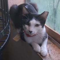 Thumbnail photo of Molly Mama Cat #1