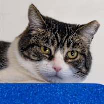 Thumbnail photo of Topper #1