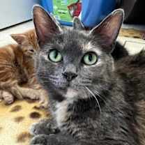 Thumbnail photo of MIA (Mama Mia) #1
