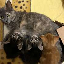 Thumbnail photo of MIA (Mama Mia) #3
