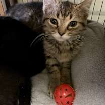 Thumbnail photo of Stormy #4