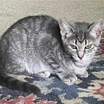 Thumbnail photo of Pawla #1