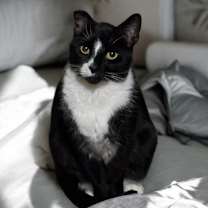 Thumbnail photo of Pepe #1