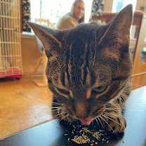 Thumbnail photo of Juniper #4