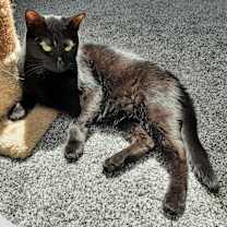 Thumbnail photo of Inky #4