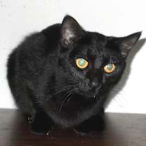 Thumbnail photo of Ramona #1