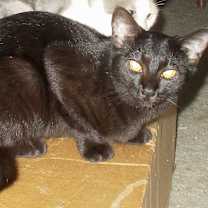 Thumbnail photo of Ramona #2