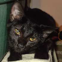 Thumbnail photo of Ramona #3