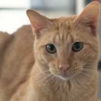 Thumbnail photo of Winnie (Winston) #1