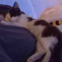 Thumbnail photo of Dash #2