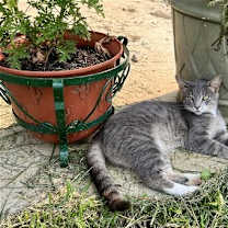 Thumbnail photo of Lola #1