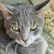 Thumbnail photo of Lola #2