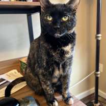 Thumbnail photo of Shelly #1
