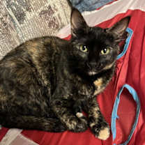 Thumbnail photo of Shelly #3