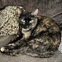 Thumbnail photo of Shelly #4