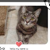 Thumbnail photo of Cosmo #1
