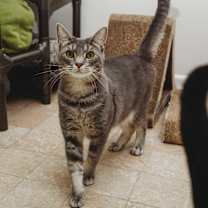 Thumbnail photo of Cosmo #2