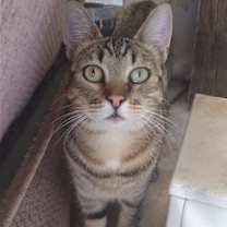 Thumbnail photo of Loki #1