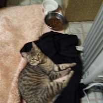 Thumbnail photo of Loki #2
