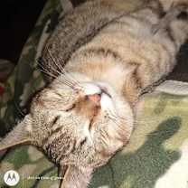 Thumbnail photo of Loki #3