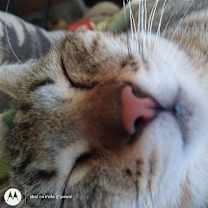 Thumbnail photo of Loki #4