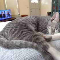 Thumbnail photo of Little Bobbie #bestie-of-Tango #2