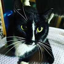 Thumbnail photo of MELODY-shy tripod born 11/2020 #1