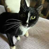 Thumbnail photo of MELODY-shy tripod born 11/2020 #2
