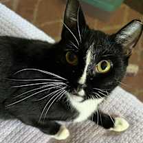 Thumbnail photo of MELODY-shy tripod born 11/2020 #3