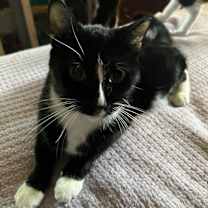 Thumbnail photo of MELODY-shy tripod born 11/2020 #4