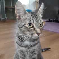 Thumbnail photo of Noble #3