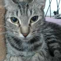 Thumbnail photo of Noble #4