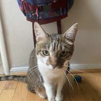 Thumbnail photo of Cal #1