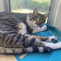Thumbnail photo of Cal #2