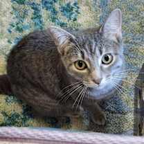 Thumbnail photo of Lily #1