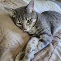Thumbnail photo of Lily #3