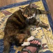 Thumbnail photo of Sissy #1