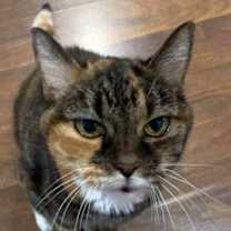 Thumbnail photo of Sissy #2