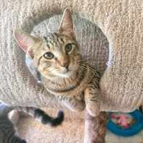 Thumbnail photo of C211 litter Joey #1