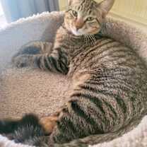Thumbnail photo of C211 litter Joey #2