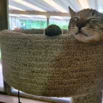 Thumbnail photo of C211 litter Joey #3