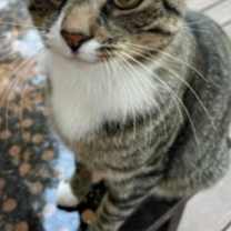 Thumbnail photo of BOOTS #1