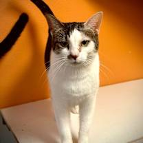 Thumbnail photo of Endora #1
