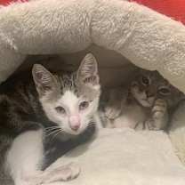 Thumbnail photo of Nihli  - 1 Blue Eye & 1 Yellow Eye #2
