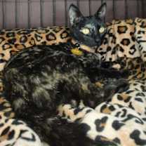 Thumbnail photo of Beetoe #1