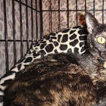 Thumbnail photo of Beetoe #2