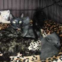 Thumbnail photo of Beetoe #3
